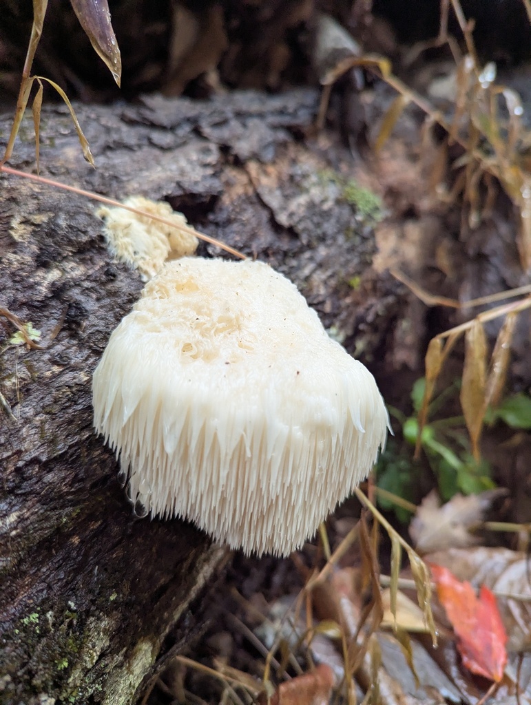 Hericium erinaceus · October 2025 · photo: © alinamartin (iNaturalist, cc-by)