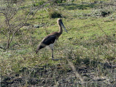 Ephippiorhynchus asiaticus