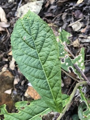 Angiospermae