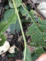 Angiospermae