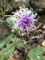 Angiospermae