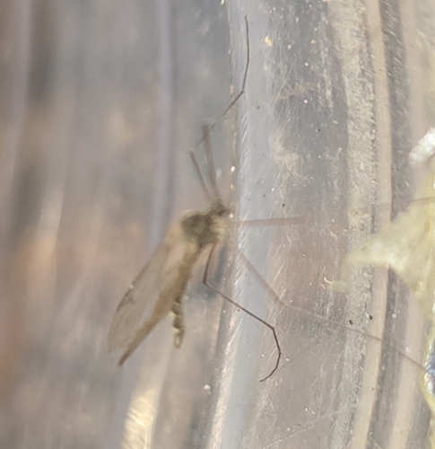 Unknown species found near Nellysford, VA 22958, USA