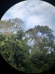 Glaucidium cuculoides