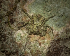 Stephanopis carcinoides