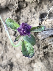 Angiospermae