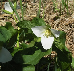 Trillium camschatcense