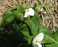 Trillium camschatcense