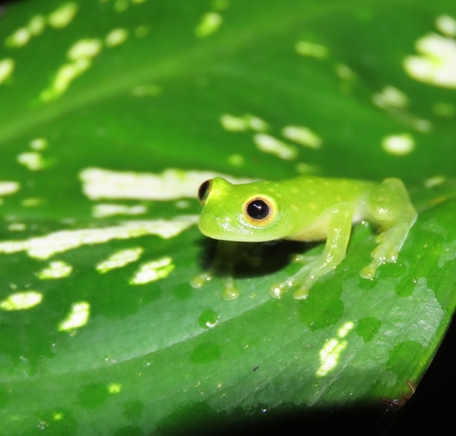 Northern Glassfrog, Hyalinobatrachium fleischmanni