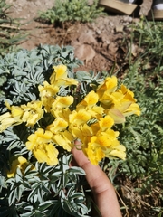 Tropaeolum polyphyllum