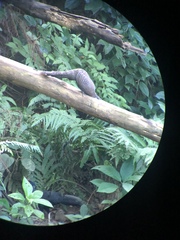 Polyplectron bicalcaratum