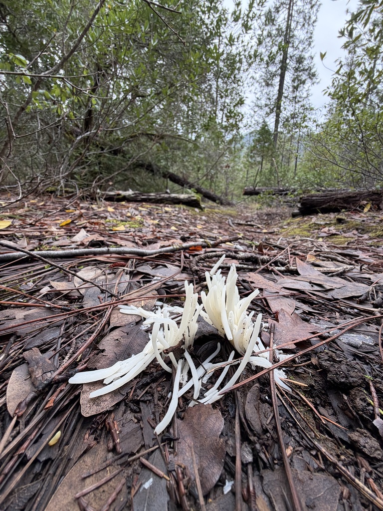 Clavaria fragilis · November 2025 · photo: © deehimes (iNaturalist, cc-by)
