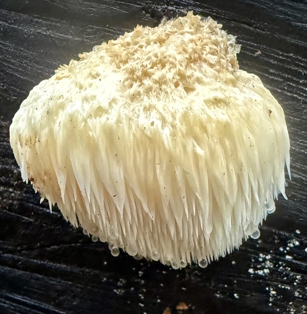 Hericium erinaceus · November 2025 · photo: © hllrnnr (iNaturalist, cc0)