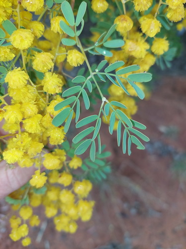 mudgee wattle (Acacia spectabilis)