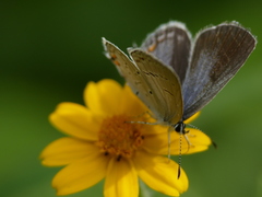 Cupido comyntas texana