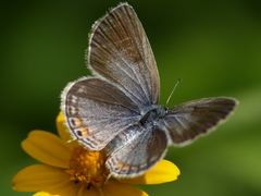 Cupido comyntas texana