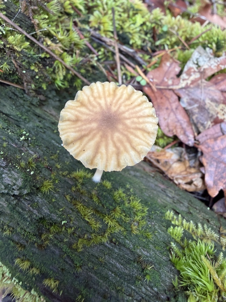 Lichenomphalia ericetorum · November 2025 · photo: © deehimes (iNaturalist, cc-by)