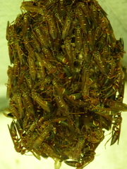 Polistes stabilinus