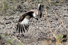 Ephippiorhynchus asiaticus