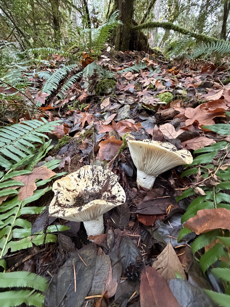Russula brevipes · November 2025 · photo: © deehimes (iNaturalist, cc-by)