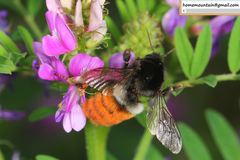 Bombus pyrosoma