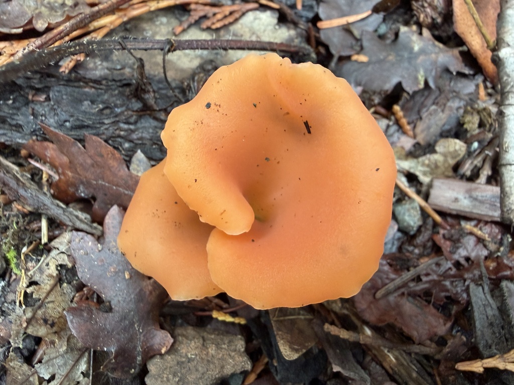 Guepinia helvelloides · November 2025 · photo: © deehimes (iNaturalist, cc-by)