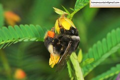 Bombus ganjsuensis