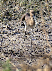 Ephippiorhynchus asiaticus