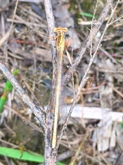 Platycnemis dealbata