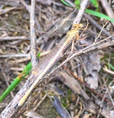 Platycnemis dealbata