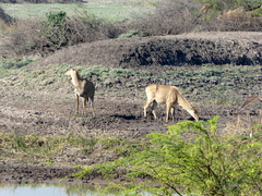 Boselaphus tragocamelus