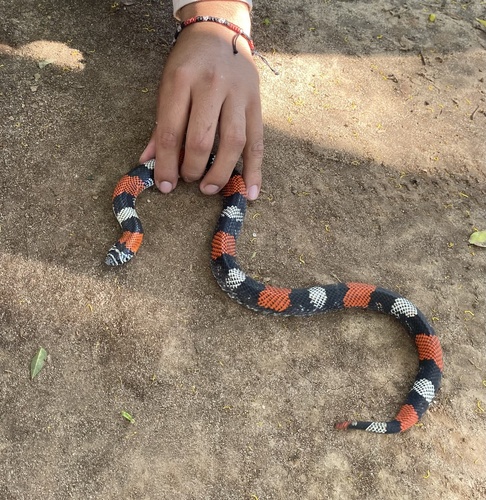 Banded Hognose Snake