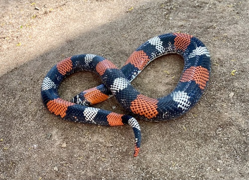 Banded Hognose Snake