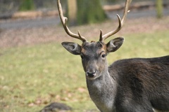 Cervini
