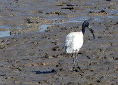 Threskiornis melanocephalus