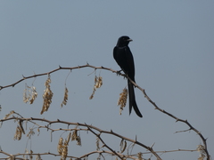 Dicrurus macrocercus