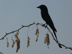 Dicrurus macrocercus