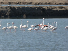 Phoenicopterus roseus