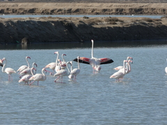 Phoenicopterus roseus