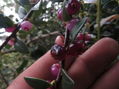 Disterigma alaternoides