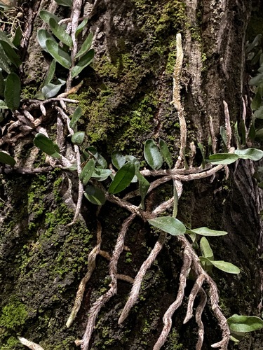 Microgramma mortoniana, photograph 4