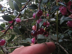 Disterigma alaternoides