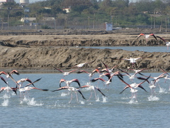 Phoenicopterus roseus