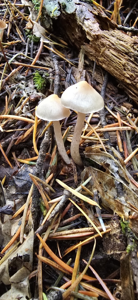 Inocybe sp. 'pallidicremea-PNW03' · November 2025 · photo: © leannestacy (iNaturalist, cc0)