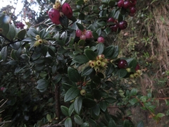 Disterigma alaternoides