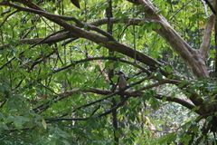 Ocyceros gingalensis