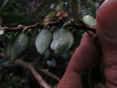 Disterigma alaternoides