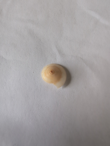 Adelphotectonica reevei observed 2025-11-21