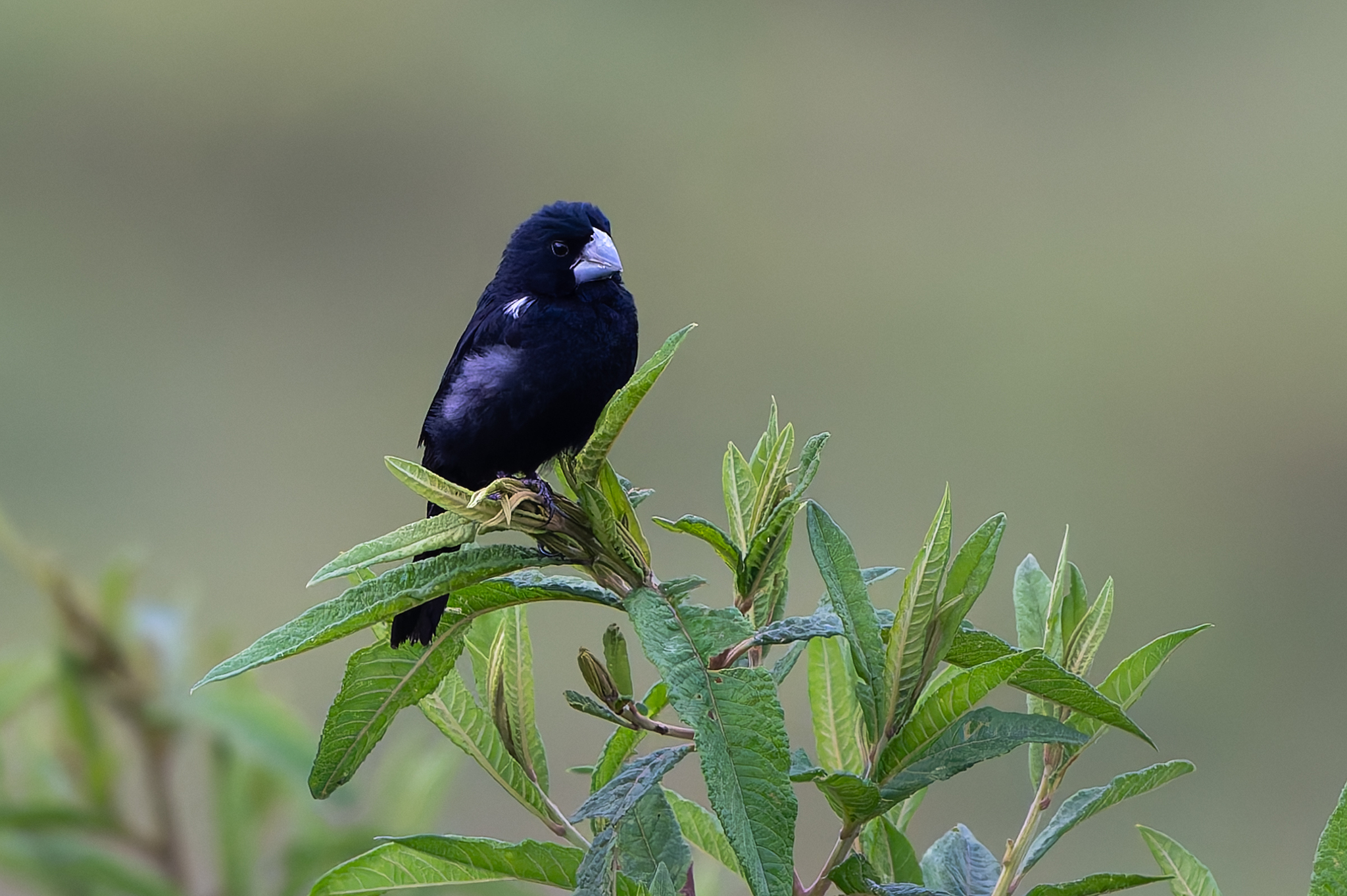Large-billed Seed Finch (Sporophila crassirostris), photo 4