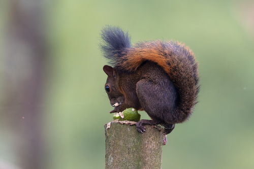 Red-tailed Squirrel