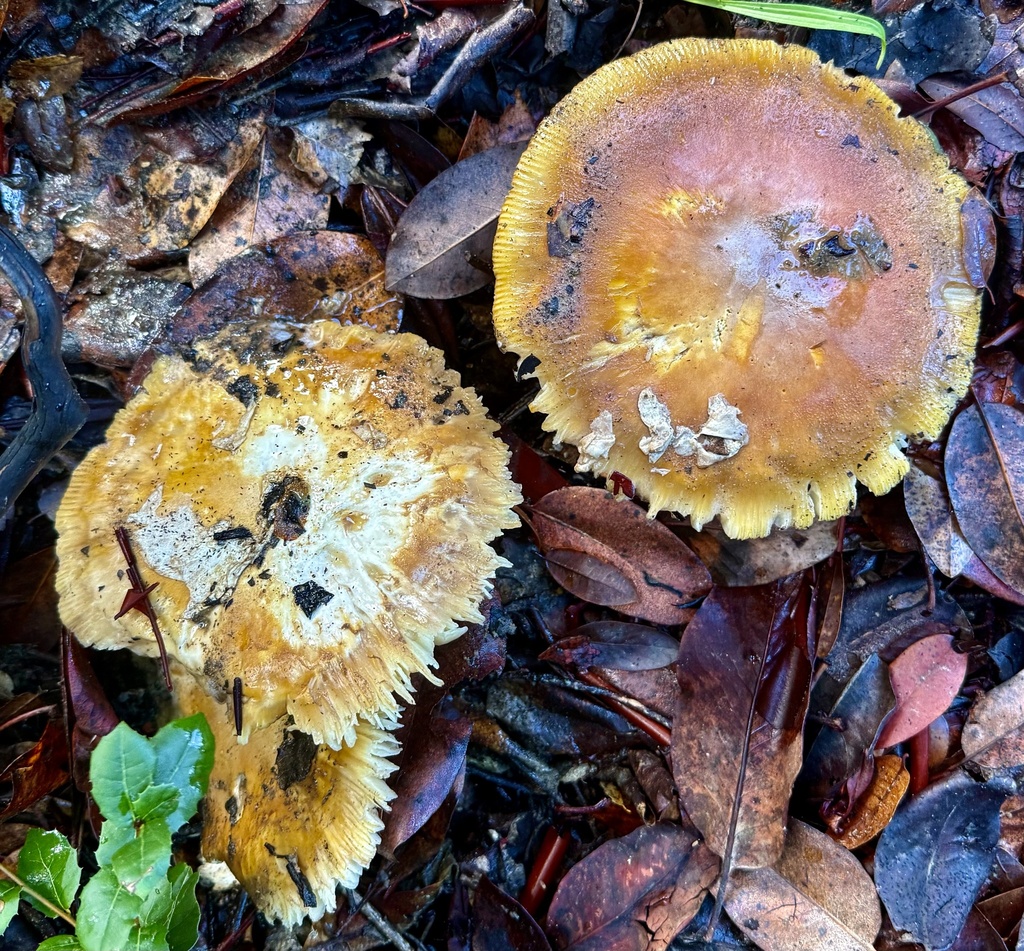 Amanita calyptroderma · November 2025 · photo: © hllrnnr (iNaturalist, cc0)